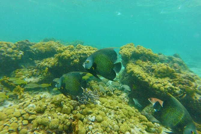 Coastline Snorkel and BBQ - Pickup Options Available Upon Booking