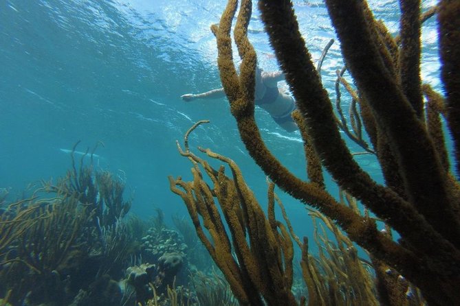 Coastline Snorkel and BBQ - Additional Information and Cancellation Policy