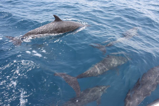 Coastline Whale & Dolphin Watching Experience - Common Questions