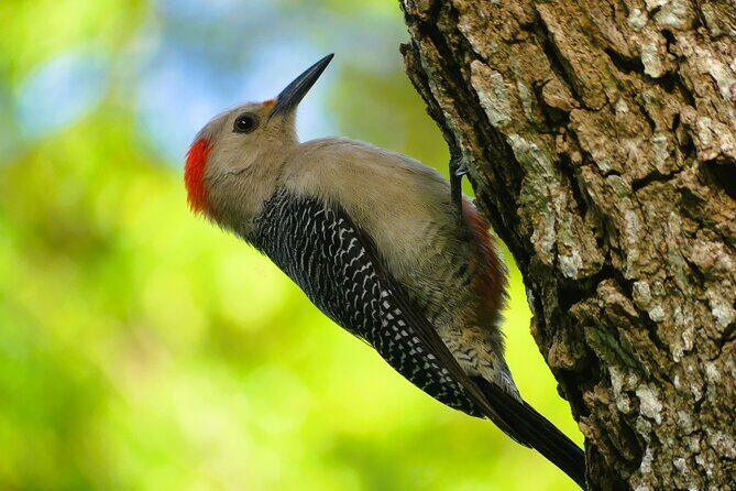 Coba and Punta Laguna Guided Birdwatching Private Tour - Transportation and Overall Value