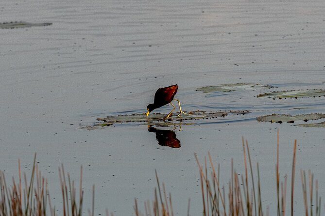 Coba and Punta Laguna Guided Birdwatching Private Tour - FAQ