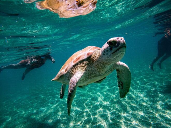 Coba and Swimming With Turtles PRIVATE TOUR - Important Information