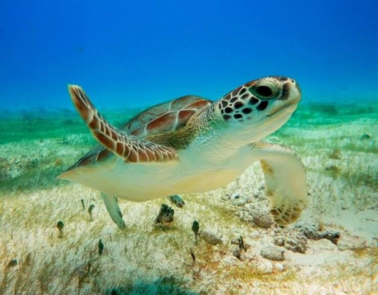 Coba and Turtles Adventure - Good To Know