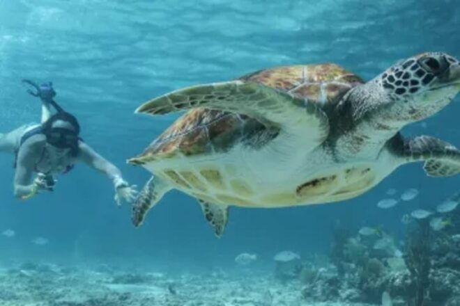 Coba and Turtles Adventure - Included Amenities