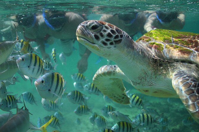 Coba Guided Tour Plus Sea Turtle Snorkeling Adventure and Beachside Lunch - Location of Mayan Ruins