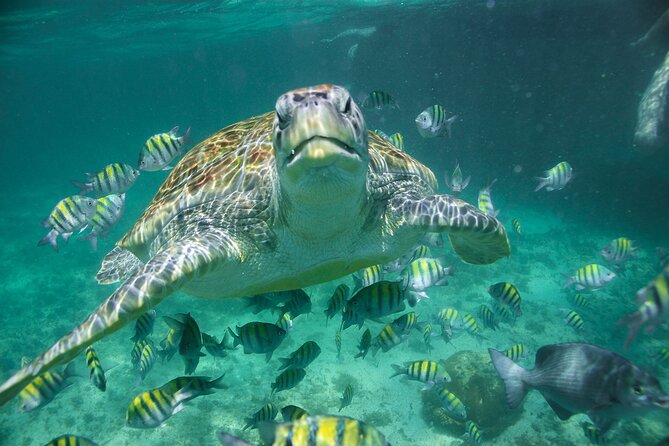 Coba Guided Tour Plus Sea Turtle Snorkeling Adventure and Beachside Lunch - Beachside Lunch Included
