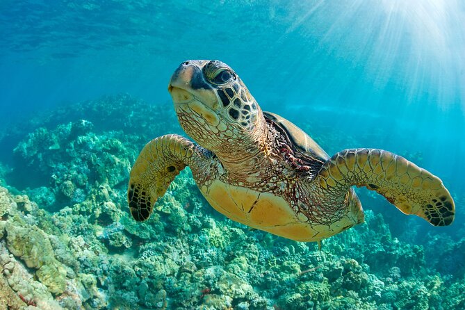 Coba Guided Tour Plus Sea Turtle Snorkeling Adventure and Beachside Lunch - 2-Way Transfers Provided