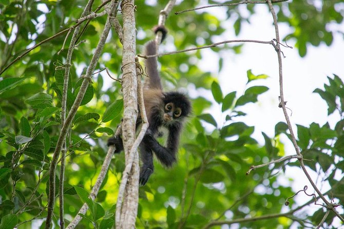 Coba & Monkey Sanctuary Punta Laguna Private Tour - Price, Terms & Conditions