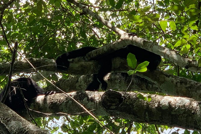 Coba Ruins and Punta Laguna Monkey Reserve Day Tour From Tulum - The Sum Up