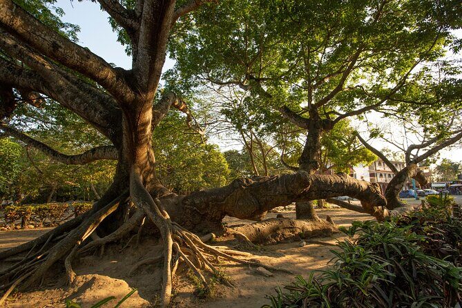 Coba Ruins: Self-Guided Walking Audio Tour in Mexico - Download and Accessibility