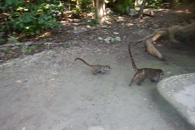 Cobá Ruins Tour (Private, Half Day) - Reviews of Cobá Ruins Tour