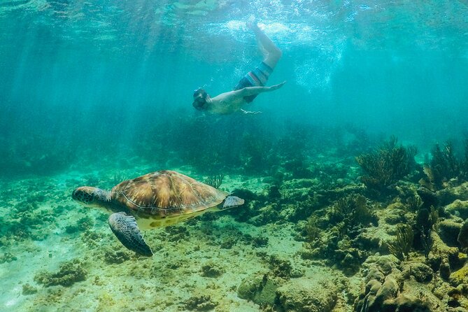 Cobá Tour and Akumal Sea Turtles Snorkeling With Lunch - The Sum Up