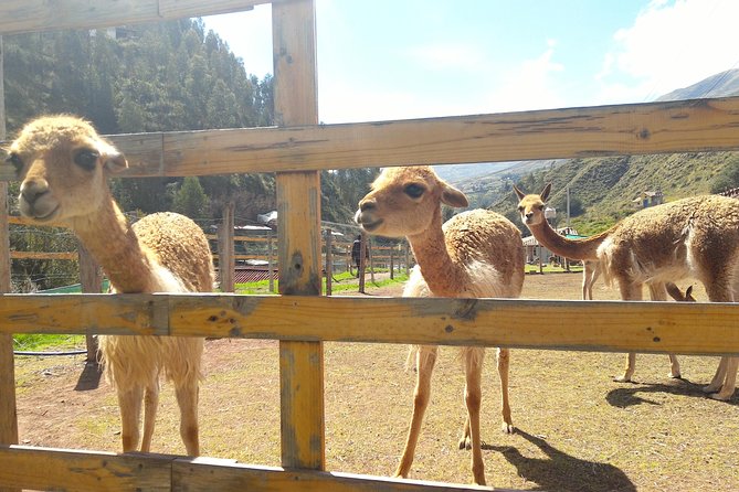Cochahuasi Animal Sanctuary Admission Ticket - Traveler Photos