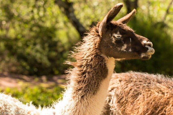 Cochahuasi Animal Sanctuary Admission Ticket - Reviews