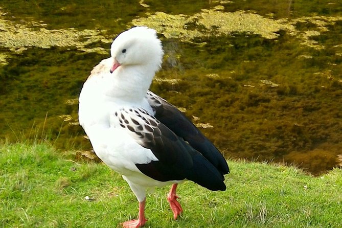 Cochahuasi Animal Sanctuary Admission Ticket - Admission Ticket Price and Terms