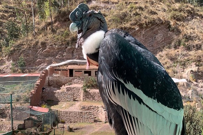 Cochahuasi Animal Sanctuary Admission Ticket - The Sum Up