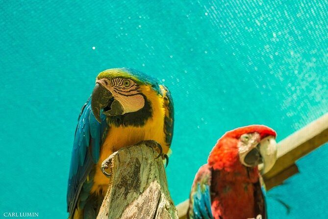 Cochahuasi Animal Sanctuary Private Tour From Cusco - How to Book and Plan Your Visit