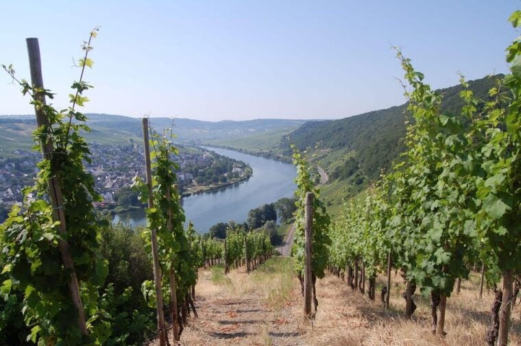 Cochem, Moselle: Wine experience hike with boat - FAQ