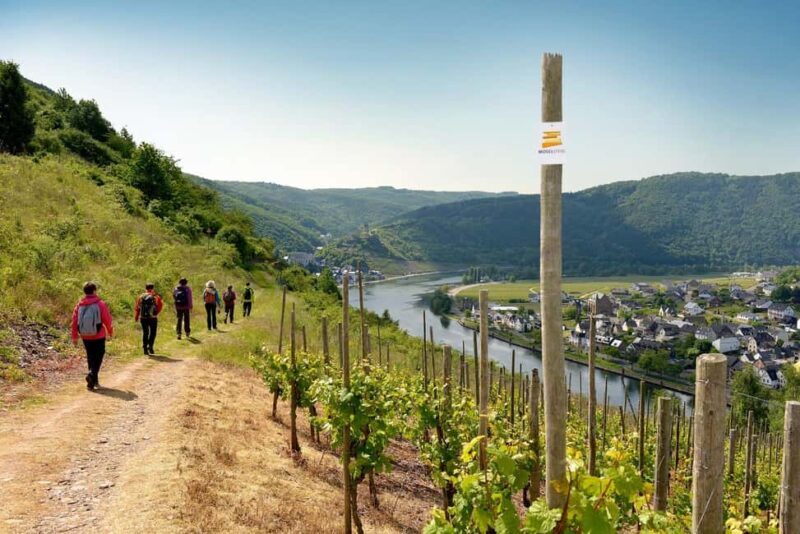 Cochem, Moselle: Wine experience hike with boat trip - Walking Through Vineyards with an Expert Winemaker