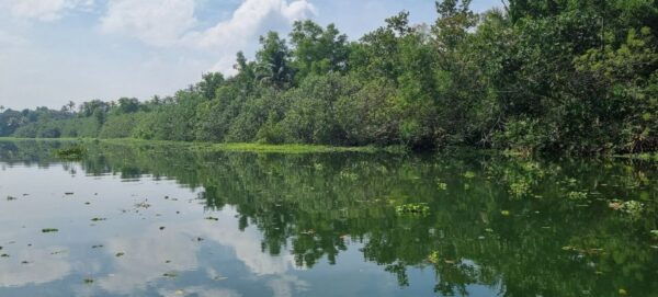 Cochin: Half-Day Backwater Village Eco Boat Cruise W/ Lunch - Common Questions