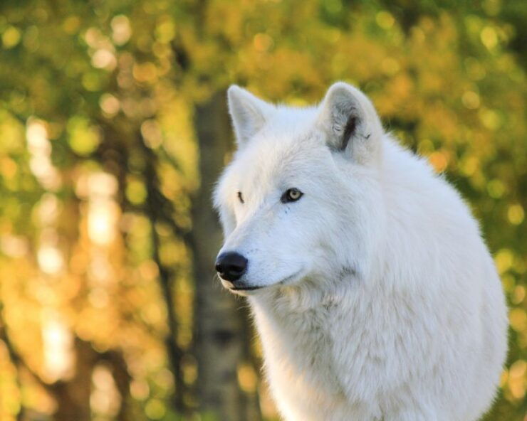 Cochrane: Yamnuska Wolfdog Sanctuary Tour - Booking Details