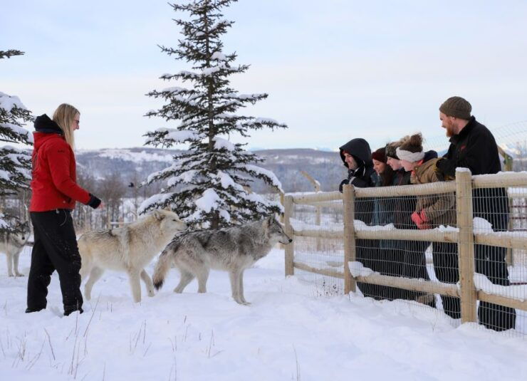 Cochrane: Yamnuska Wolfdog Sanctuary Tour - Experience Highlights