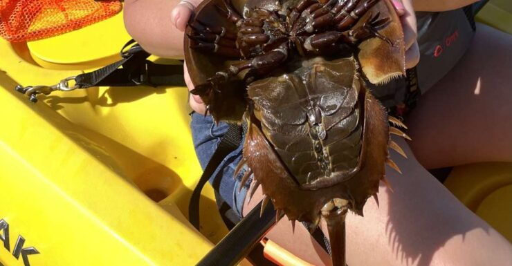 Cocoa Beach: Daytime Guided Kayak Eco-Tour - Activity Information