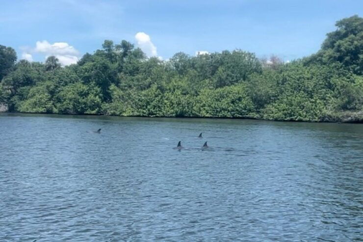 Cocoa Beach: Dolphin and Manatee Kayak or Paddle Tour - Tour Duration and Guide Availability