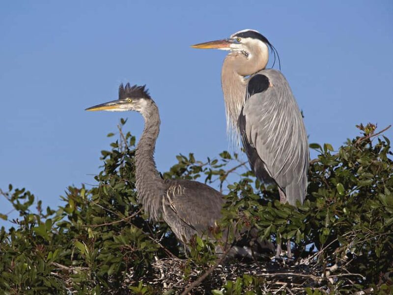 Cocoa Beach Dolphin and Wildlife Tour - An In-Depth Look at the Cocoa Beach Wildlife Tour