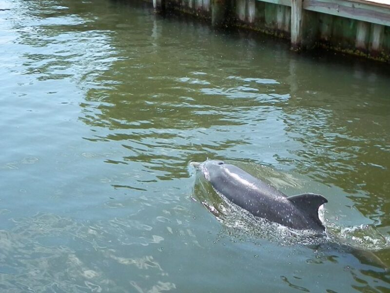 Cocoa Beach Dolphin and Wildlife Tour - Final Thoughts: Is It Worth It?