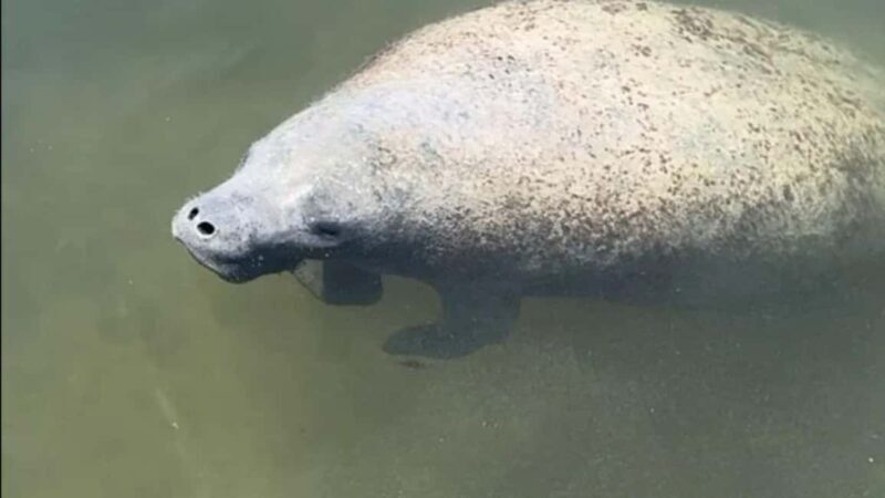 Cocoa Beach: Dolphin & Manatee Pontoon Cruise - Experience Overview: A Scenic Escape on the Banana River