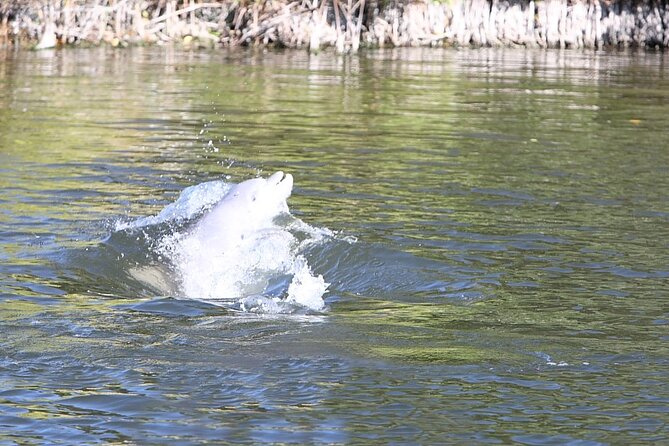 Cocoa Beach Dolphin Tours on the Banana River - Inclusions and Amenities