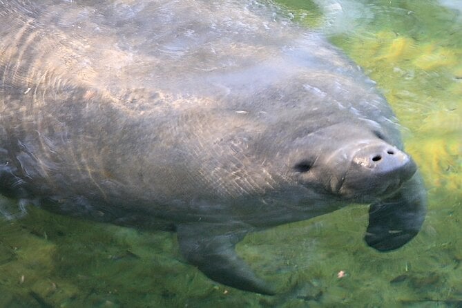 Cocoa Beach Dolphin Tours on the Banana River - Traveler Photos and Reviews