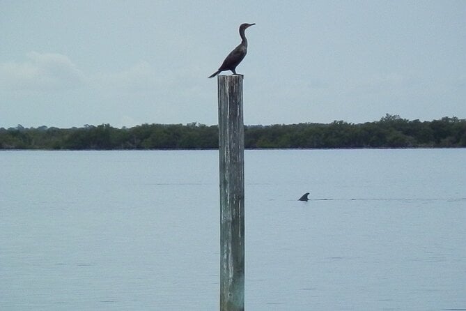 Cocoa Beach Dolphin Tours on the Banana River - Common Questions