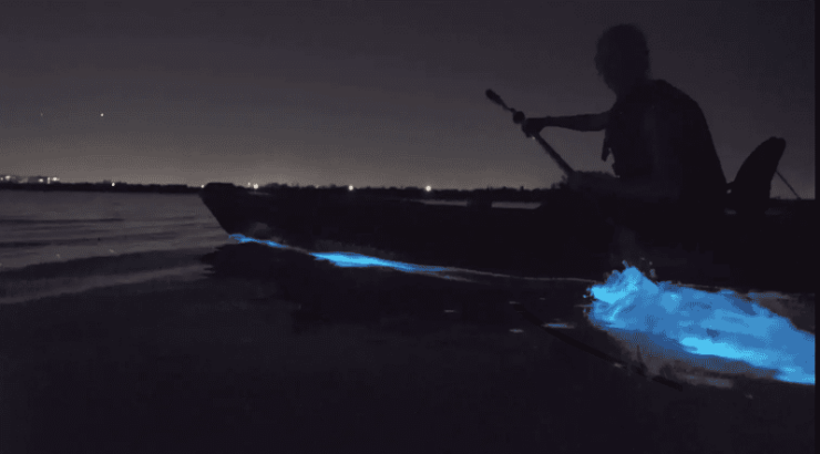 Cocoa Beach/Merritt Island:Bioluminescent Kayak Tour - Key Features