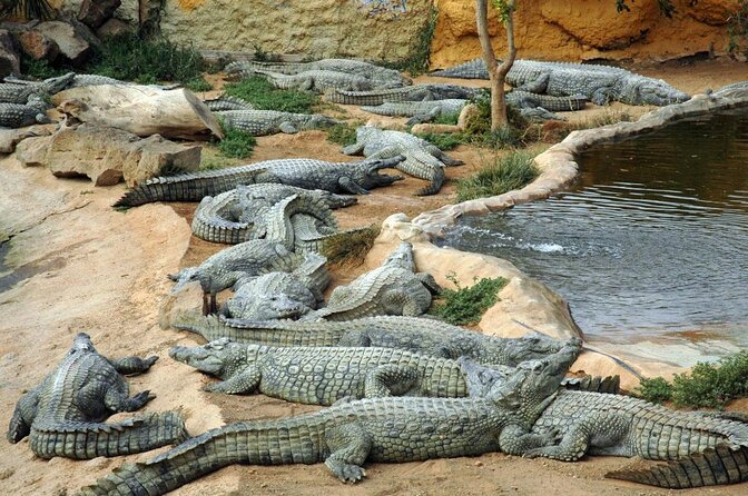 Cocodrilo Park Zoo Admission Ticket in Agüimes - Traveler Photos and Reviews