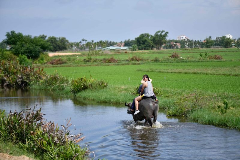 Coconut Forest Tour by Bicycle and Basket Boat in Hoi An - A Water Buffalo Stop in the Countryside