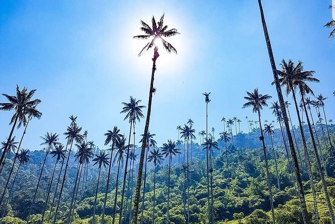 Cocora, Salento and Coffee Experience - Cocora Valley