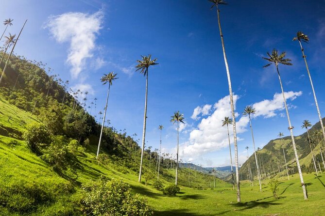 Cocora, Salento and Filandia Tour - Booking Details