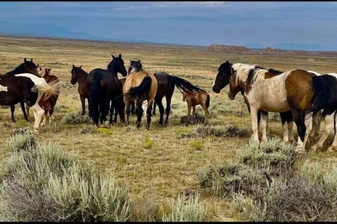 Cody: Red Canyon Wild Mustang Tour - Tour Highlights