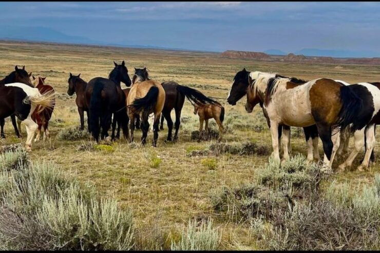 Cody: Red Canyon Wild Mustang Van or Bus Tour - Good To Know