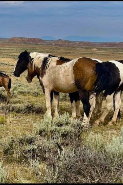 Cody: Red Canyon Wild Mustang Van or Bus Tour - Frequently Asked Questions