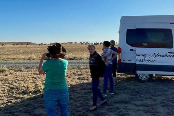 Cody: Wild Mustang Small Group Eco Tour - Knowledgeable Guides Insights