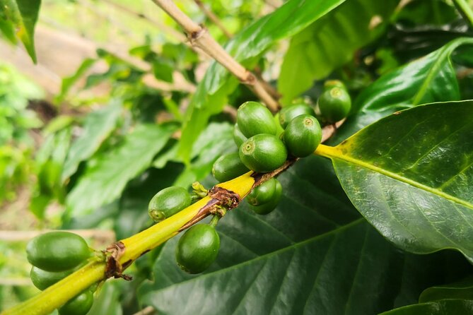 Coffee and Chocolate Walking and Sightseeing Tour at Monteverde Santa Elena - Tour Overview