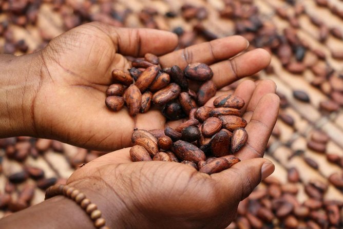 Coffee & Cacao Private Experience From Quito - Experience Highlights