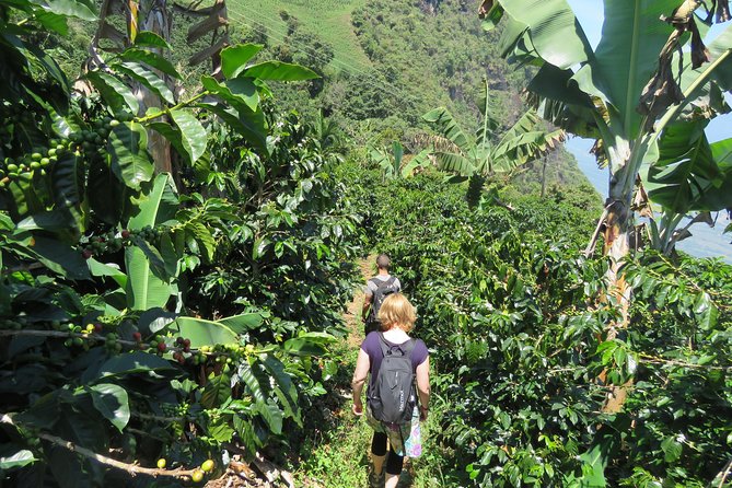 Coffee Culture Tour: a Visit to the Most Beautiful Coffee Farm in the World - Farm Visit: Coffee Production Process