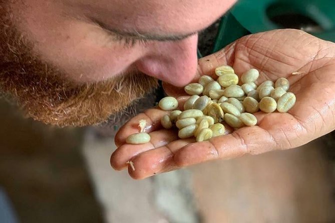 Coffee Experience - Finca in Fredonia - Coffee Cultivation Process