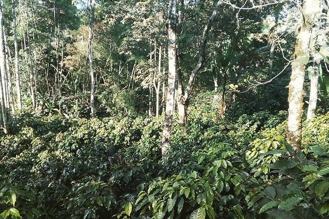 Coffee Experience - Finca in Fredonia - Guided Tasting Experience
