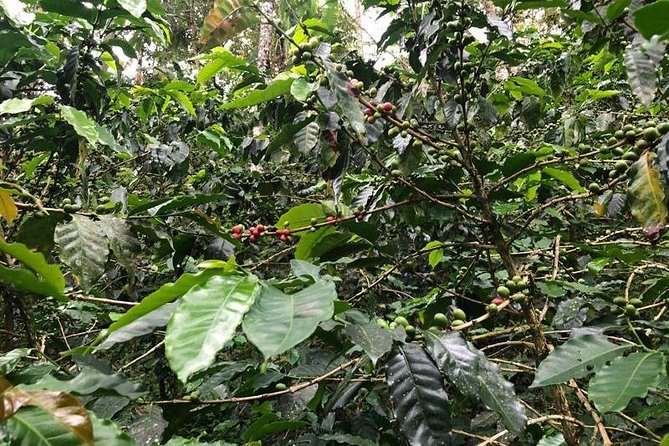 Coffee Experience - Finca in Fredonia - Transportation and Logistics