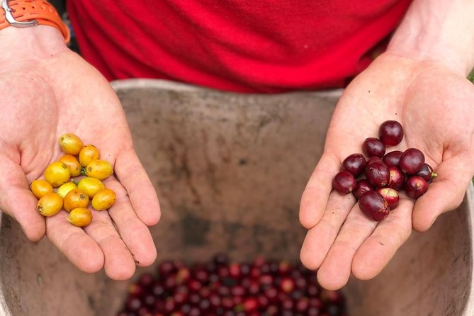 Coffee Farm and Salento Walking Tour With Lunch - Tour Pricing and Booking Details
